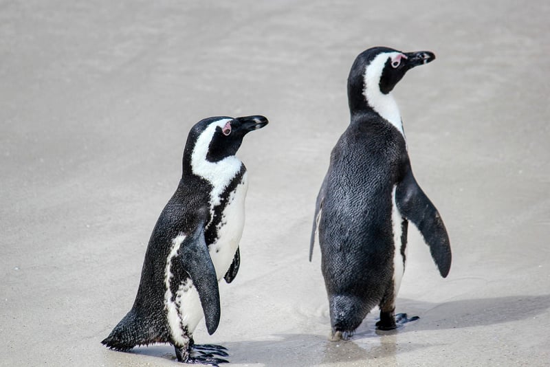 Penguin Encounters